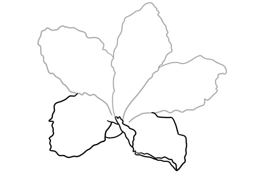 fleur d'hibiscus dessin 03