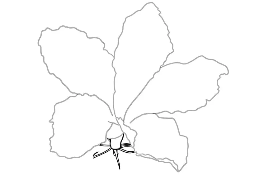 fleur d'hibiscus dessin 04
