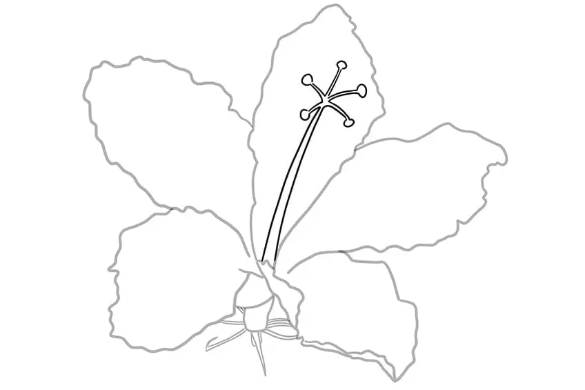 fleur d'hibiscus dessin 05