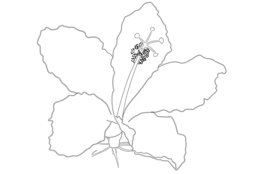 fleur d'hibiscus dessin 06