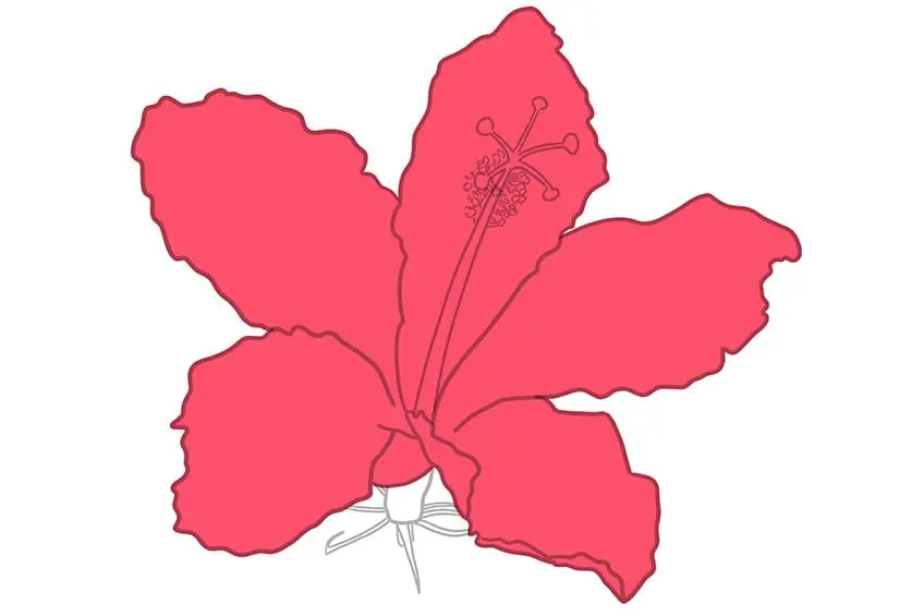 fleur d'hibiscus dessin 07