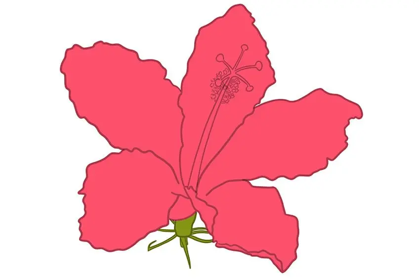 fleur d'hibiscus dessin 08