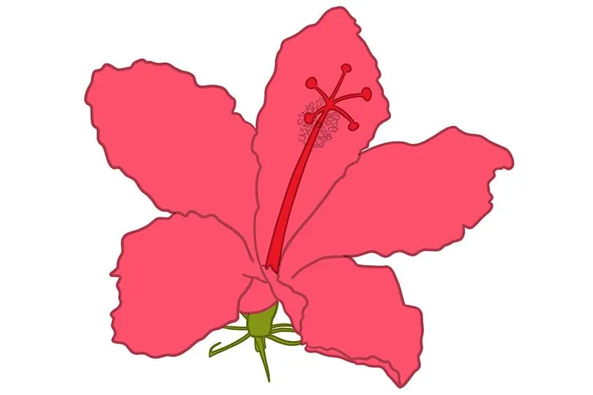 fleur d'hibiscus dessin 09