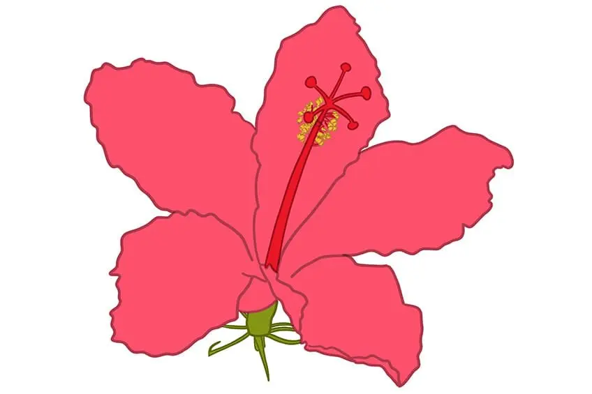 fleur d'hibiscus dessin 10