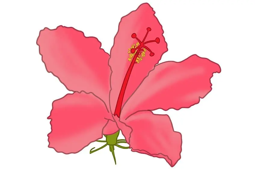 fleur d'hibiscus dessin 11
