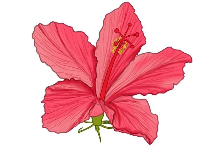 fleur d'hibiscus dessin 12