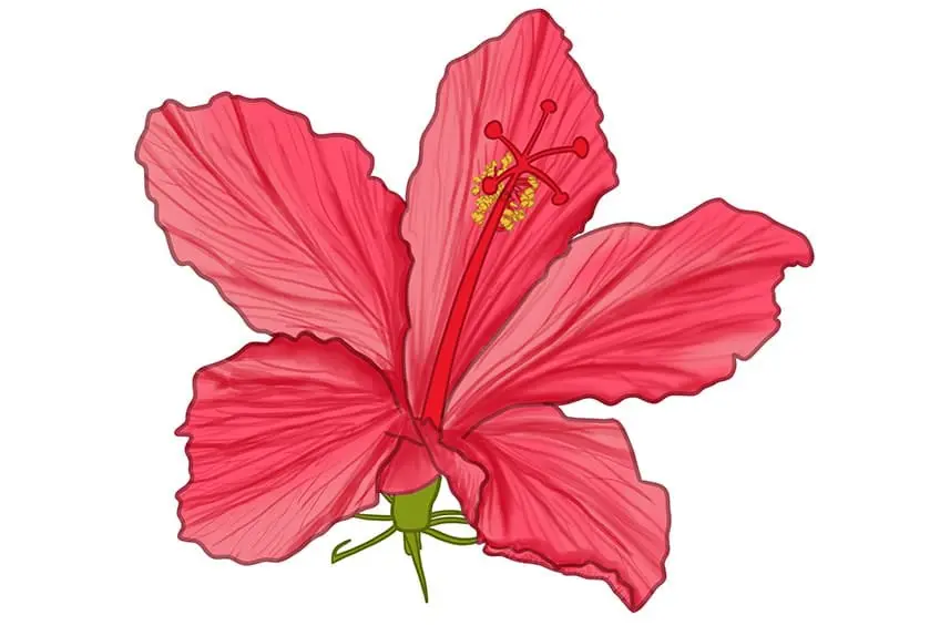 fleur d'hibiscus dessin 13