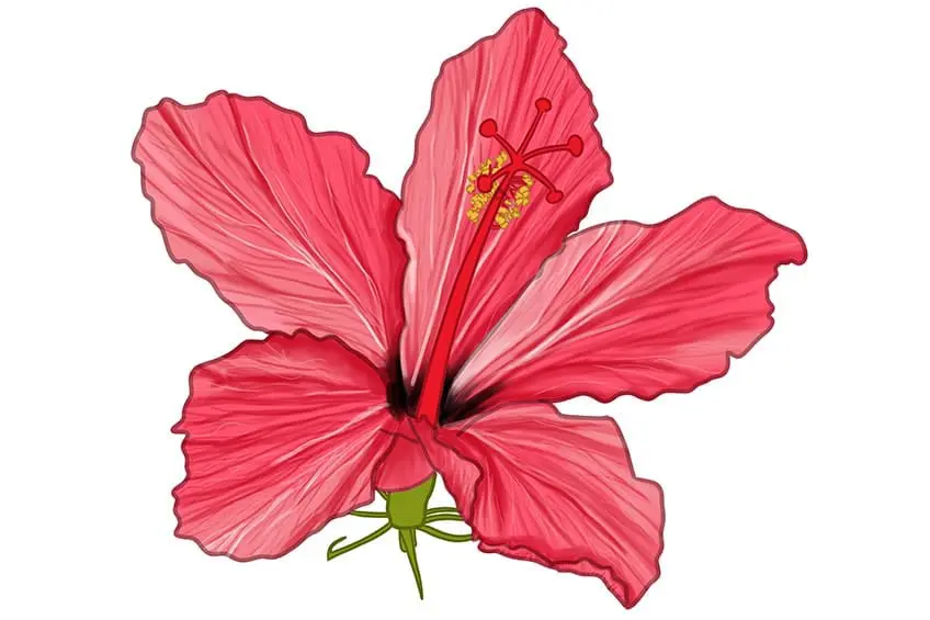 fleur d'hibiscus dessin 15