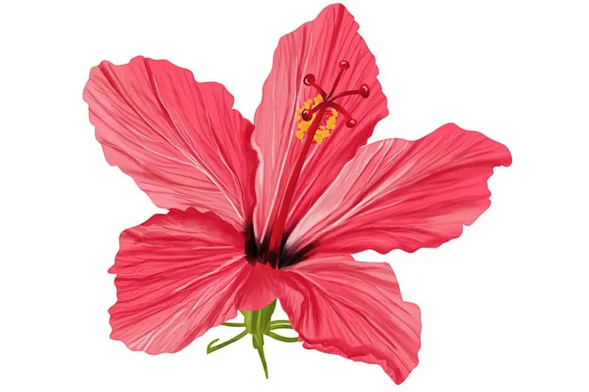 dessin de fleur d'hibiscus