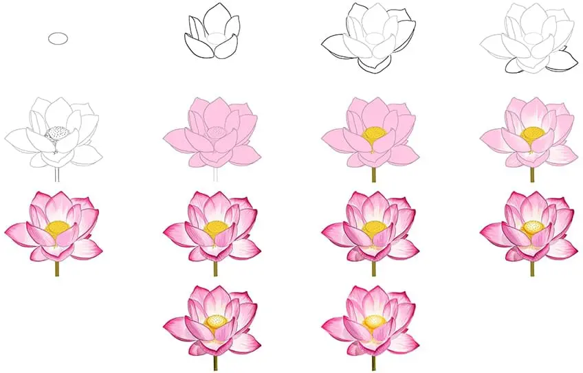 comment dessiner un lotus étape par étape