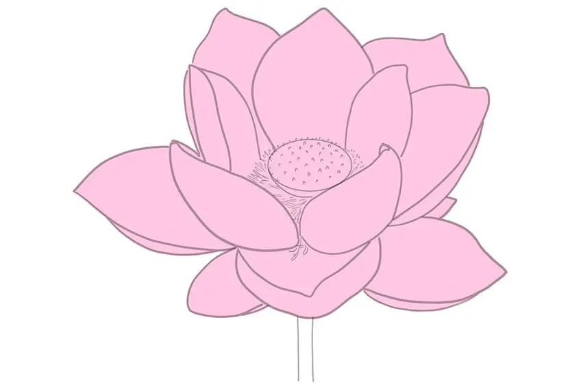 dessin de lotus 06