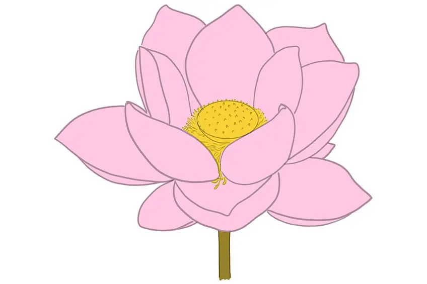 dessin de lotus 07