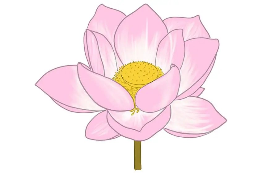 dessin de lotus 08