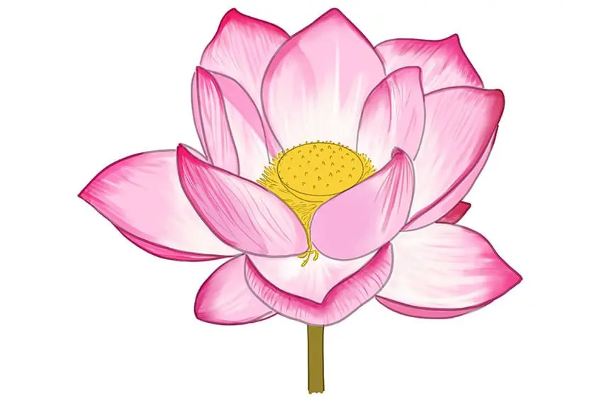 dessin de lotus 09