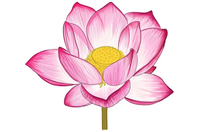 dessin de lotus 10