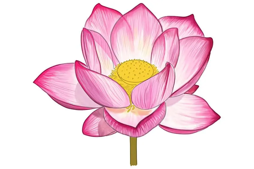 croquis de fleur de lotus