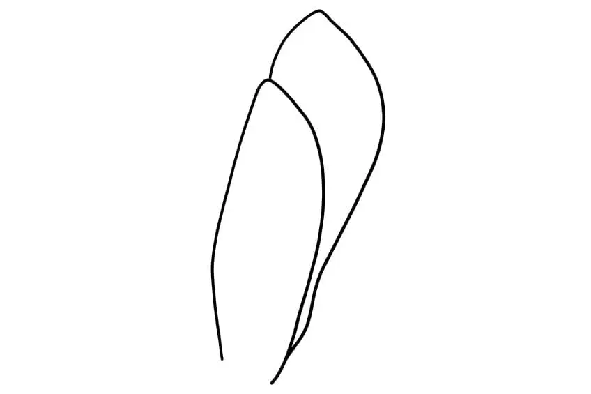 fleur de magnolia dessin 01