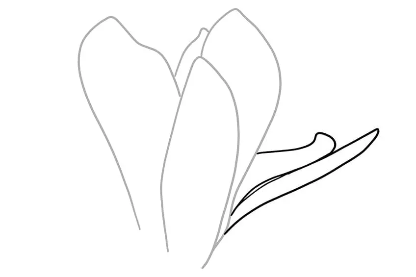 fleur de magnolia dessin 03