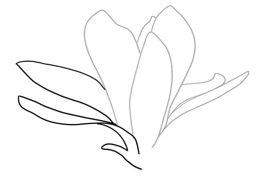 fleur de magnolia dessin 04