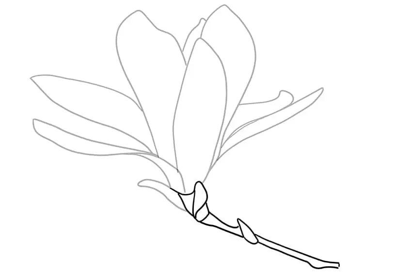 fleur de magnolia dessin 05