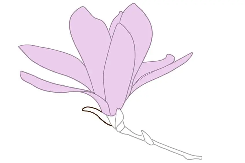 fleur de magnolia dessin 06