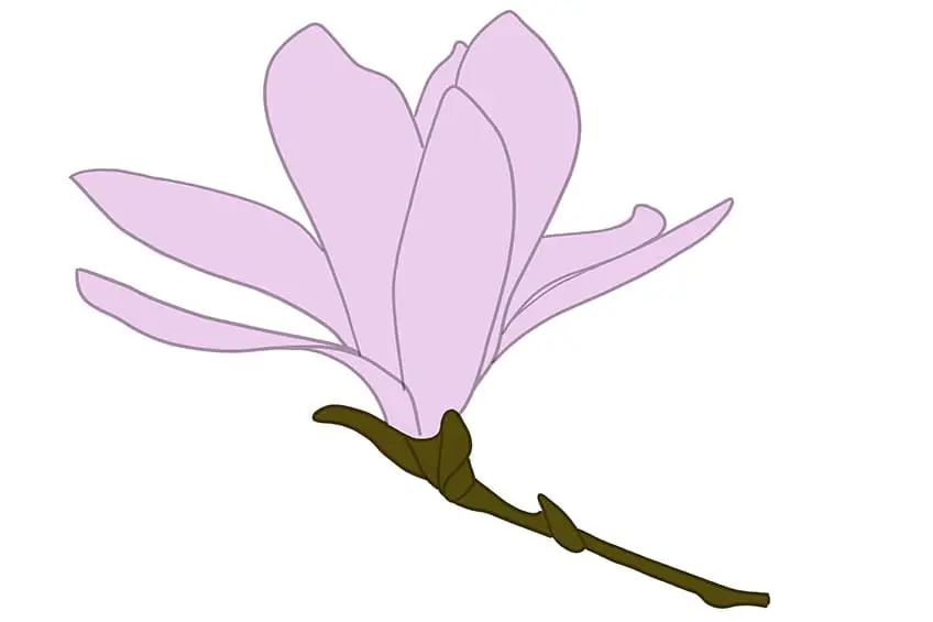 fleur de magnolia dessin 07