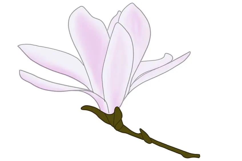 fleur de magnolia dessin 08