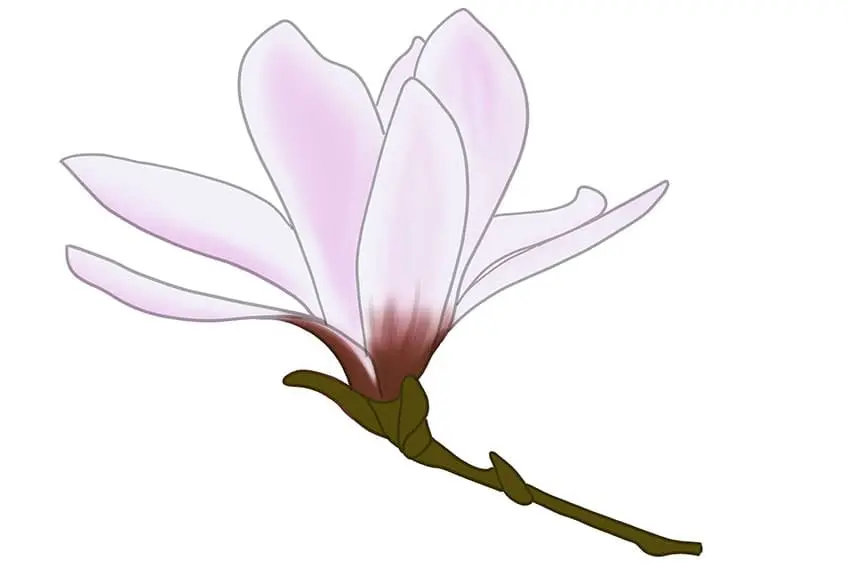 fleur de magnolia dessin 09