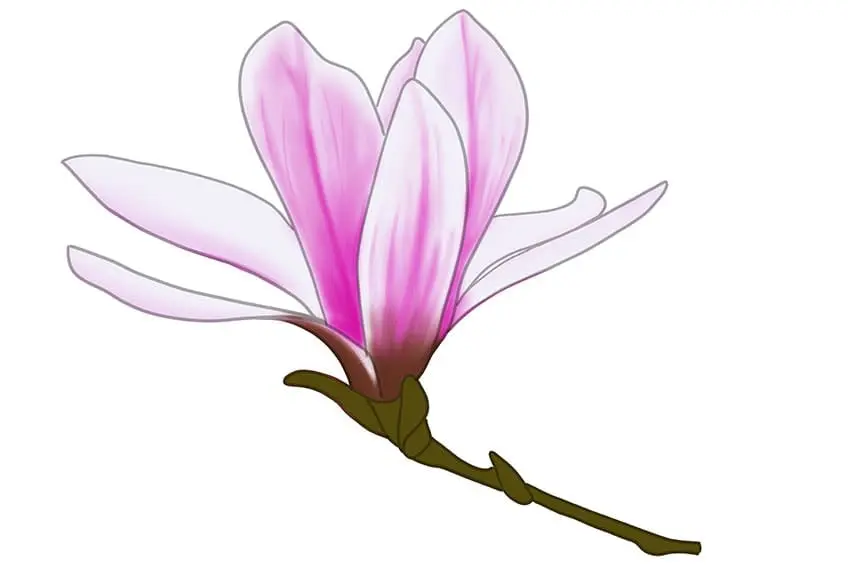 fleur de magnolia dessin 10