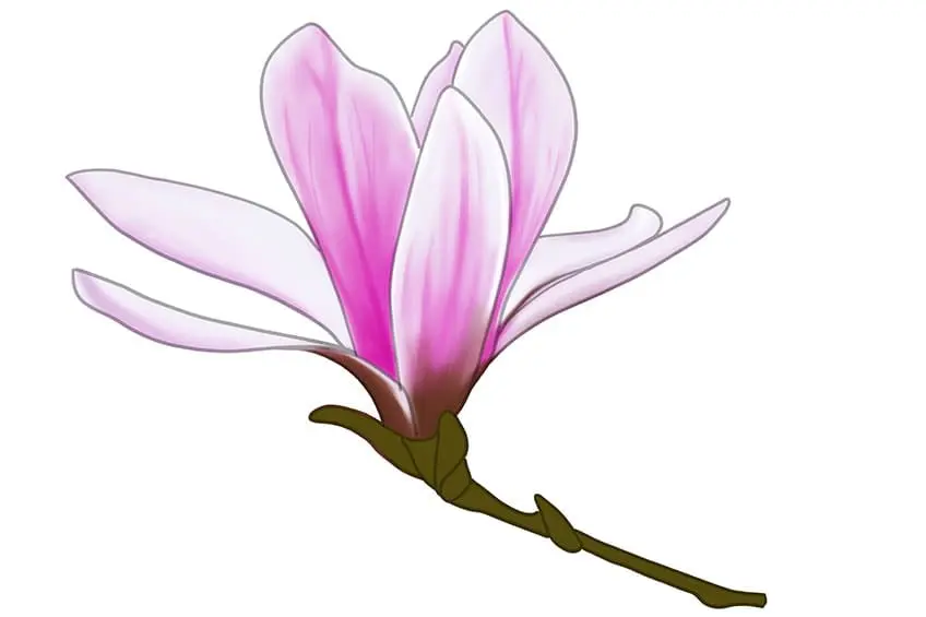 fleur de magnolia dessin 11