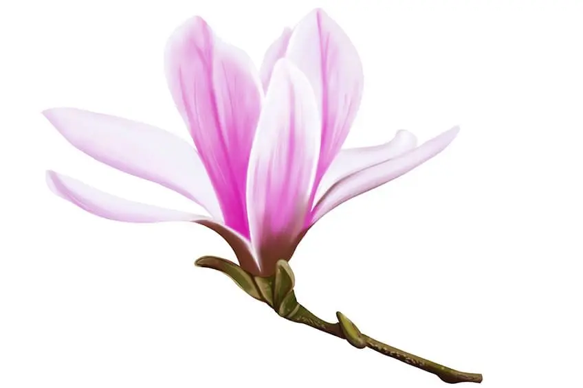 dessin de fleur de magnolia