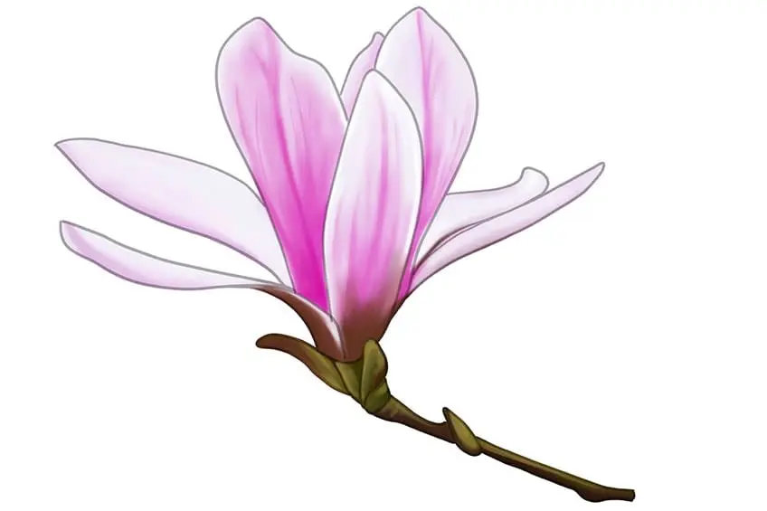 contour de magnolia