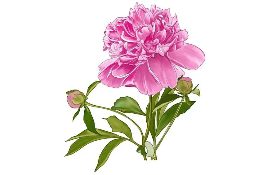 pivoines