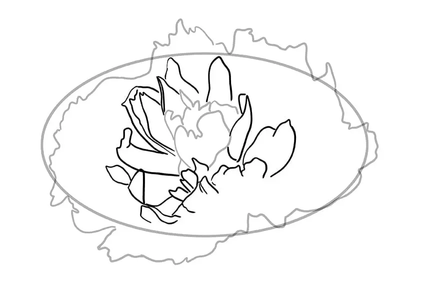 dessin de pivoine 04