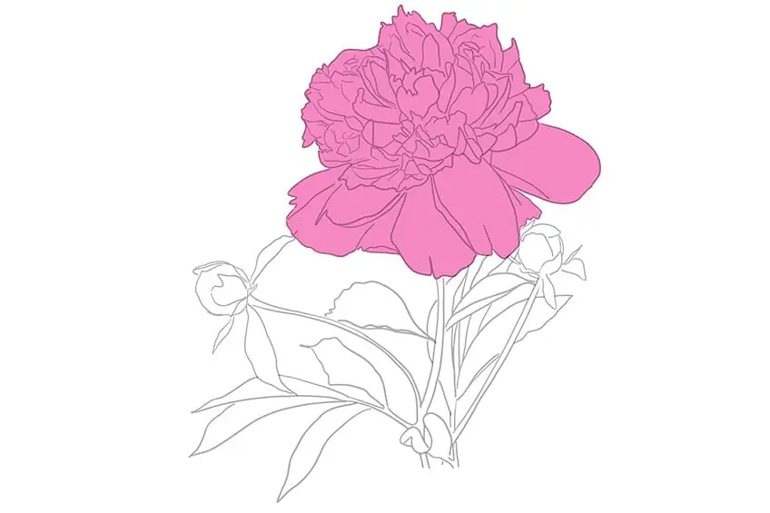 pivoine dessin 10