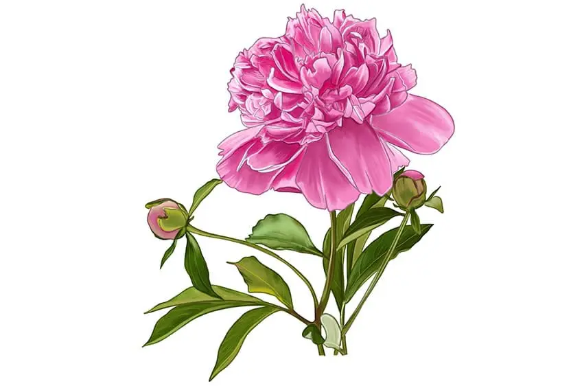 dessin de fleur de pivoine