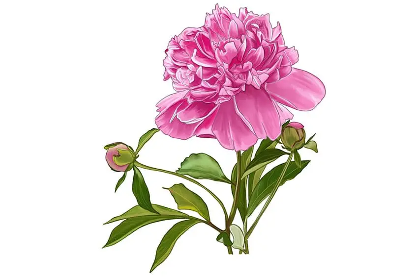 illustration de pivoine