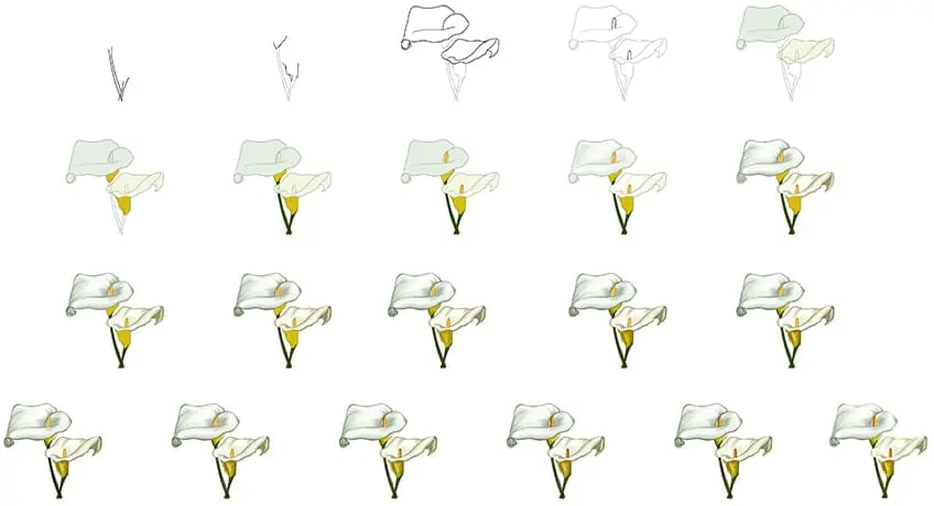 dessin réaliste de lys calla