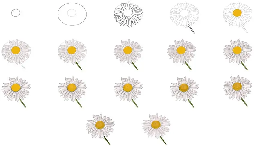 dessin de marguerite réaliste