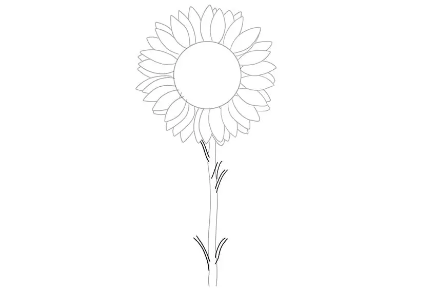 tournesols dessin 04