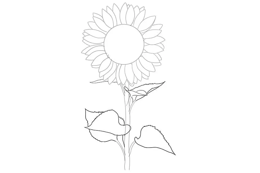 tournesols dessin 05