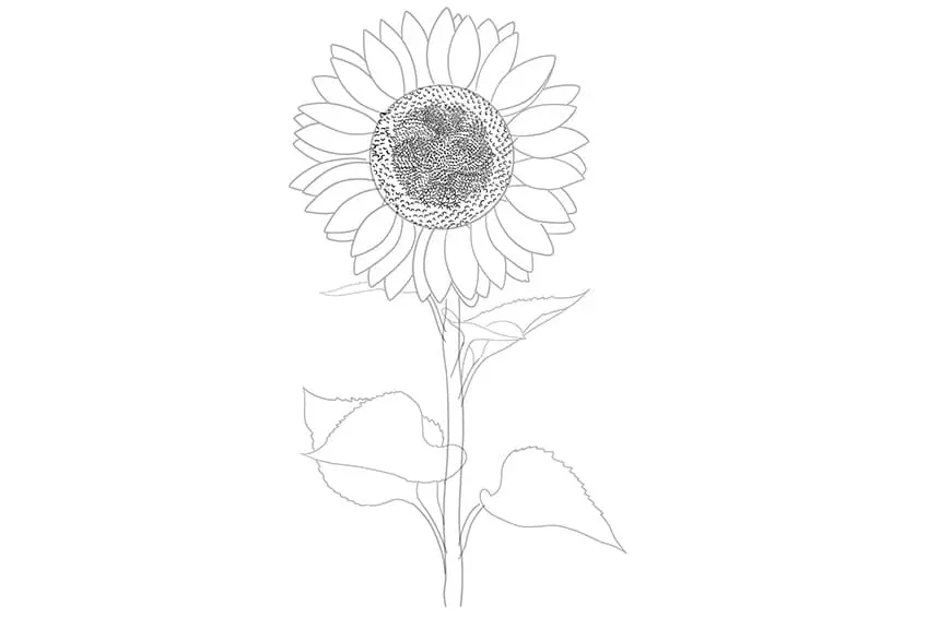 tournesols dessin 06