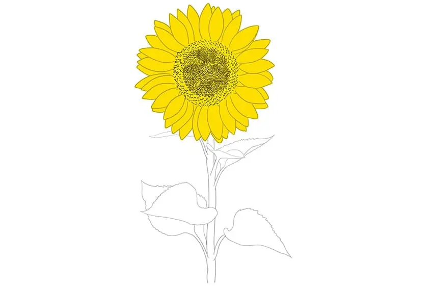 tournesols dessin 07
