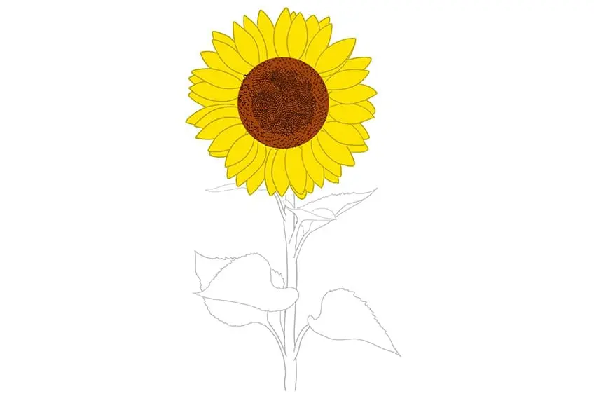 tournesols dessin 08