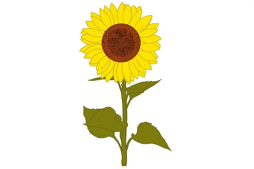 tournesols dessin 09