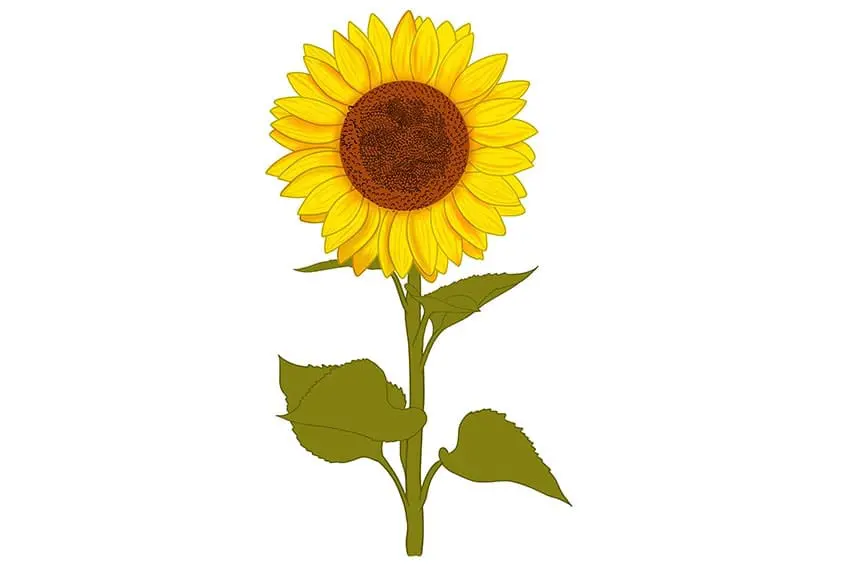 tournesols dessin 10
