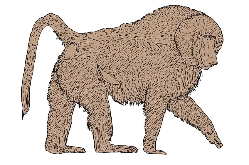 dessin de babouin 11