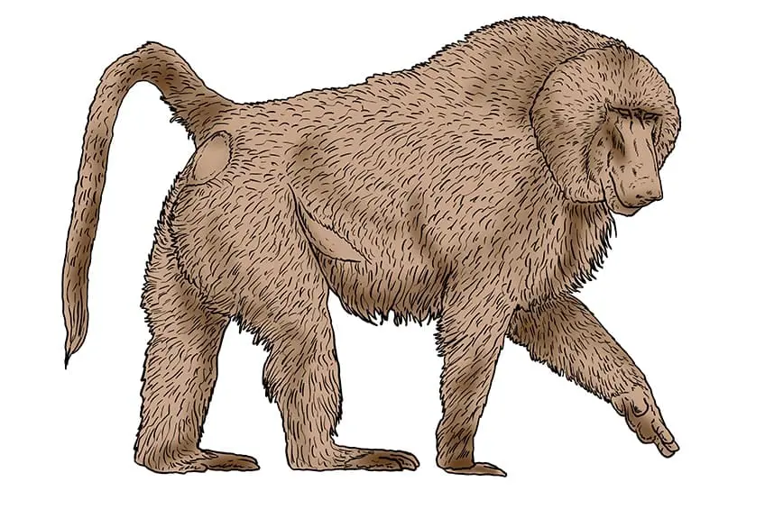 dessin de babouin 12