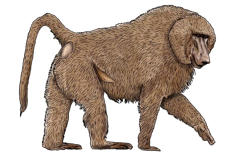 dessin de babouin 14