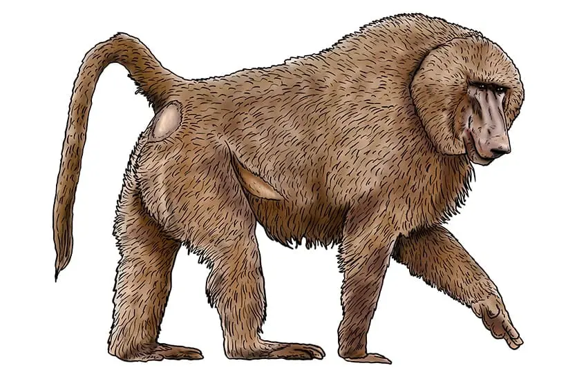 dessin de babouin 15